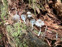 Leucoinocybe