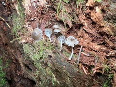 Leucoinocybe