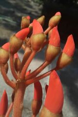 Erythrina verna