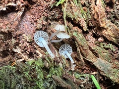 Leucoinocybe