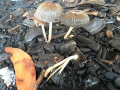 Coprinellus micaceus