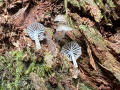 Leucoinocybe