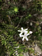Westringia fruticosa