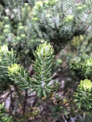 Westringia fruticosa