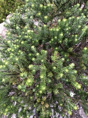 Westringia fruticosa