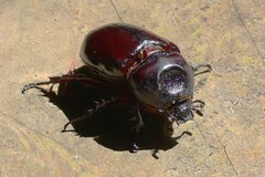 Strategus aloeus