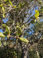 Quercus agrifolia