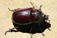 Strategus aloeus