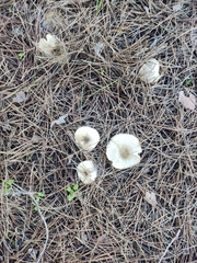 Melanoleuca grammopodia