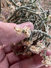 Caroxylon imbricatum
