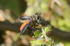 Galactomyia