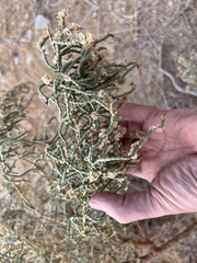 Caroxylon imbricatum