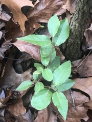 Elaeagnus pungens