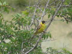 Emberiza melanocephala