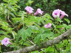 Ipomoea mauritiana
