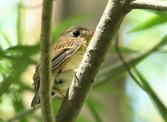 Muscicapa muttui