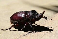 Strategus aloeus
