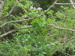 Ipomoea mauritiana