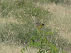 Emberiza melanocephala