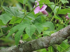 Ipomoea mauritiana