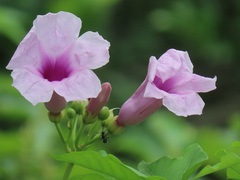 Ipomoea mauritiana