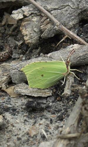 Common Brimstone