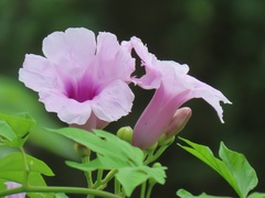 Ipomoea mauritiana
