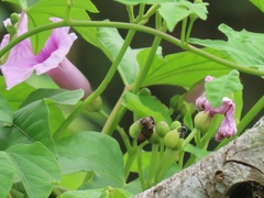 Ipomoea mauritiana