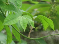 Ipomoea mauritiana