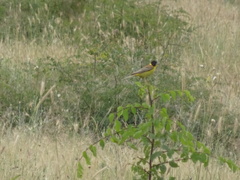 Emberiza melanocephala