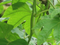 Ipomoea mauritiana
