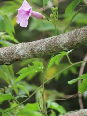Ipomoea mauritiana