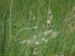 Andropogon eucomus
