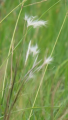 Andropogon eucomus