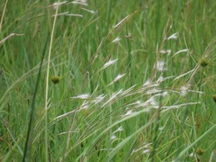 Andropogon eucomus