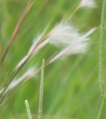 Andropogon eucomus