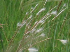 Andropogon eucomus