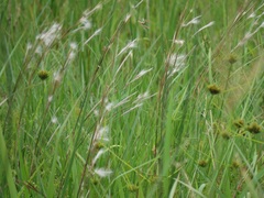 Andropogon eucomus