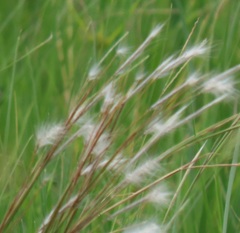 Andropogon eucomus