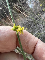Leptadenia pyrotechnica