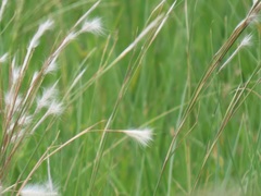 Andropogon eucomus