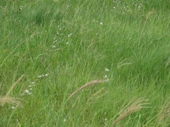 Andropogon eucomus
