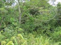 Ipomoea mauritiana