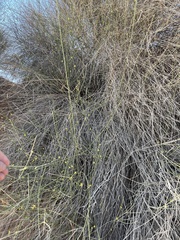 Leptadenia pyrotechnica