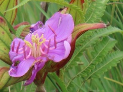 Melastoma