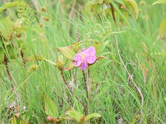 Melastoma