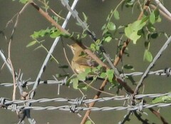 Acrocephalus dumetorum