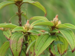 Melastoma