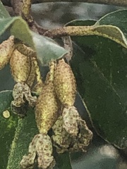 Elaeagnus pungens