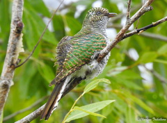 Chrysococcyx cupreus